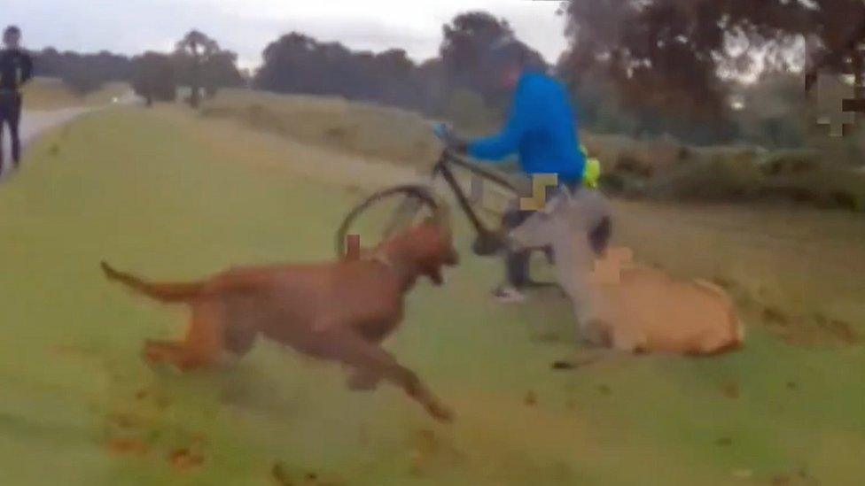 Red setter Alfie attacks deer in Richmond Park in London