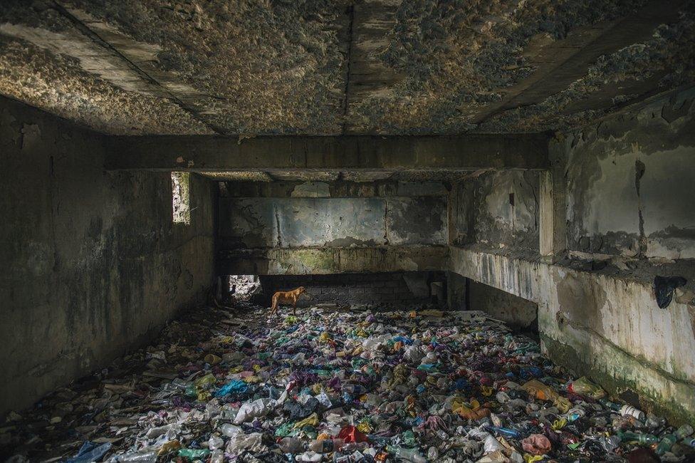 A dog standing on a floor of rubbish in a derelict building