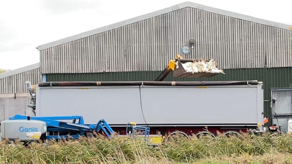 Turkeys being loaded into lorry