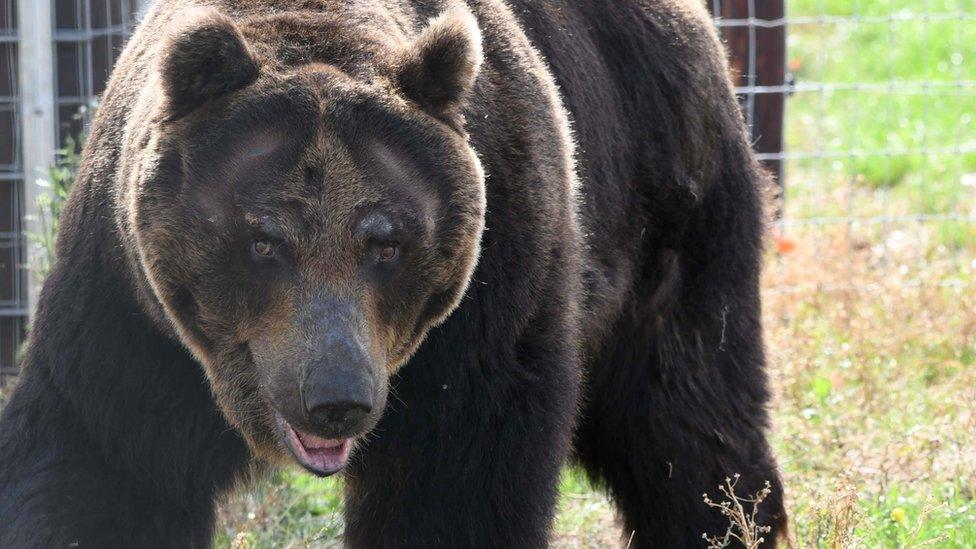 One of the bears, Kai, steps outside in to his new home for the first time.