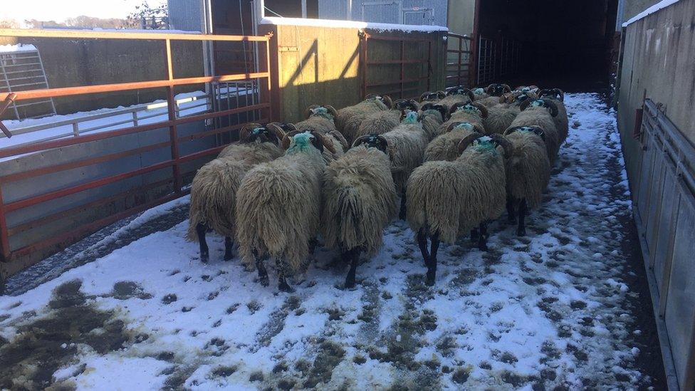 Sheep walking into a shed