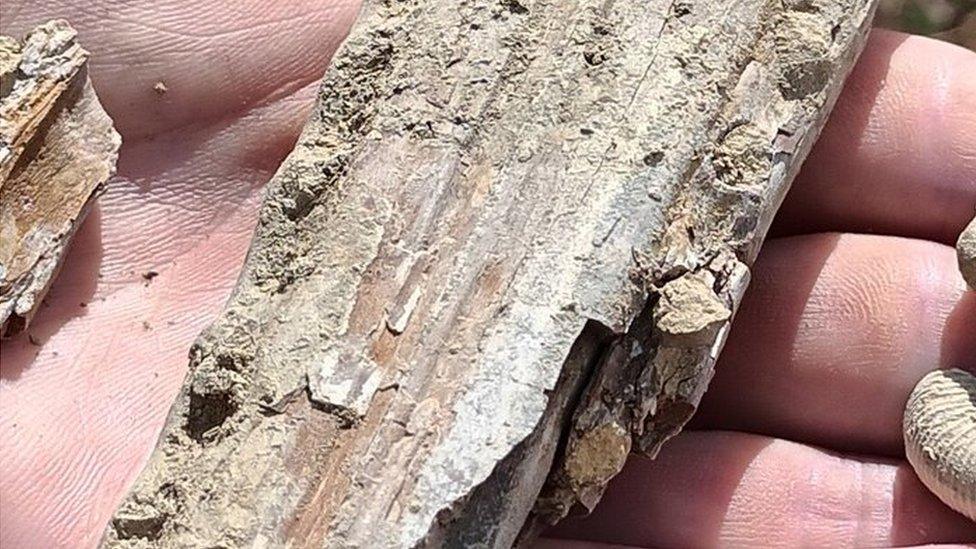 The fossilised jawbone in the palm of a hand