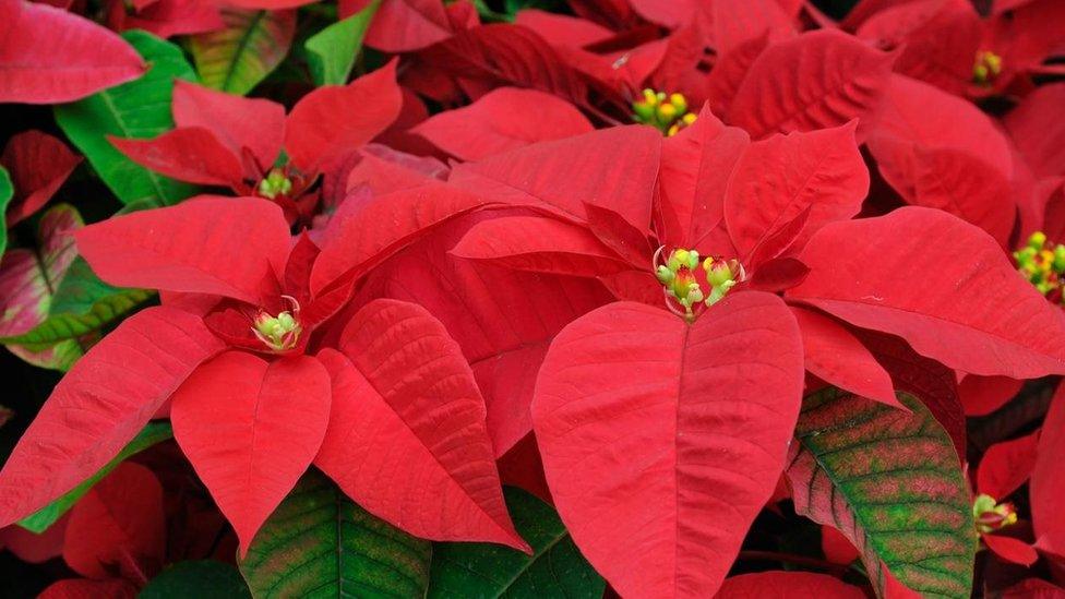 Poinsettia