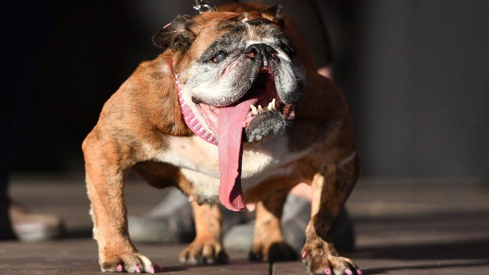 Zsa Zsa, an English bulldog, stands on stage