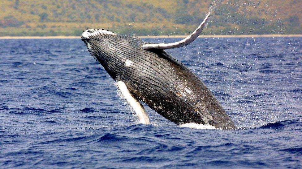 Photo of humpback whale