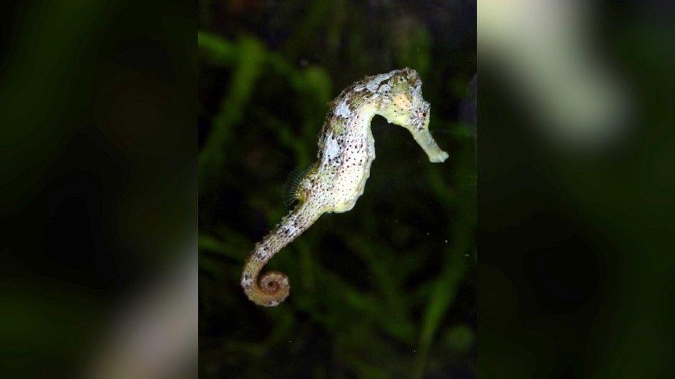 A long-snout sea-horse in an aquarium at London Zoo