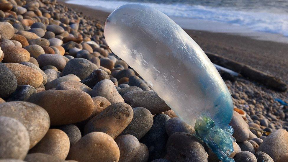 Portuguese man o'war