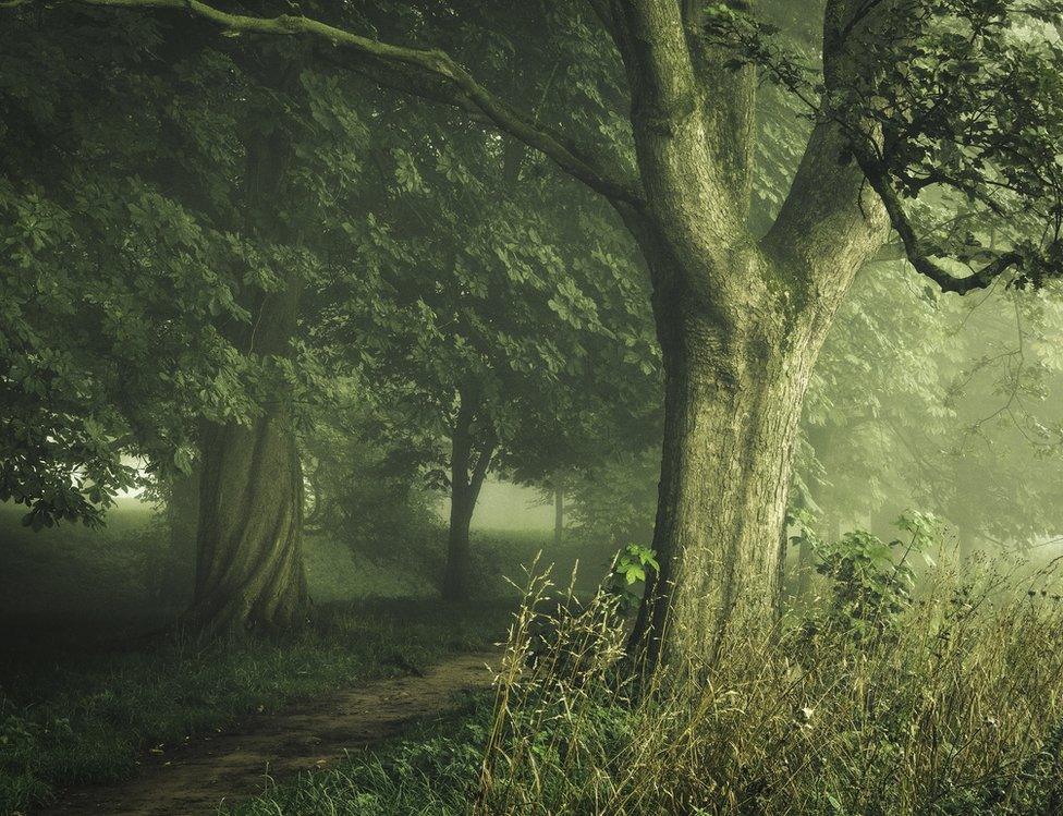 Trees in a park