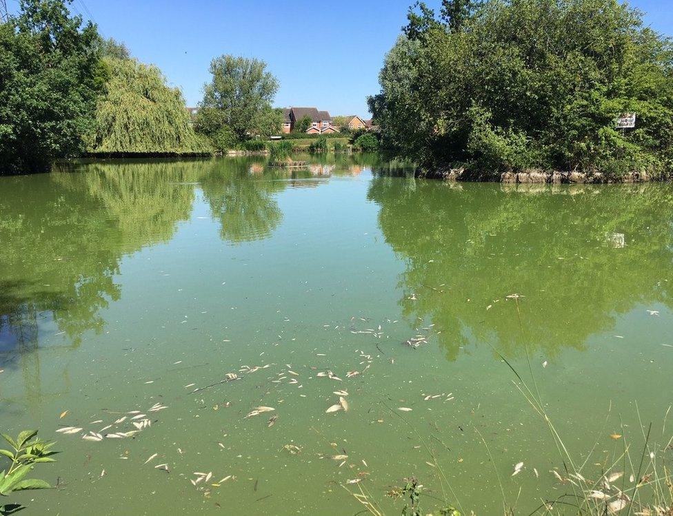 Dead fish in Didcot