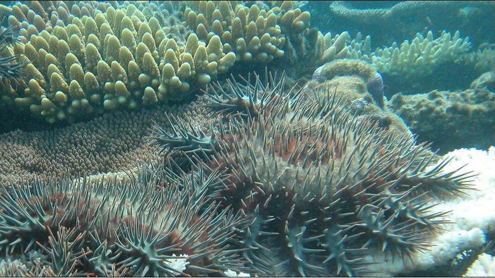 Crown of thorns starfish on a reef