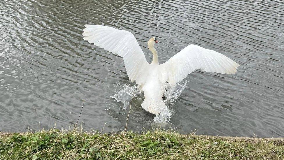 Swan