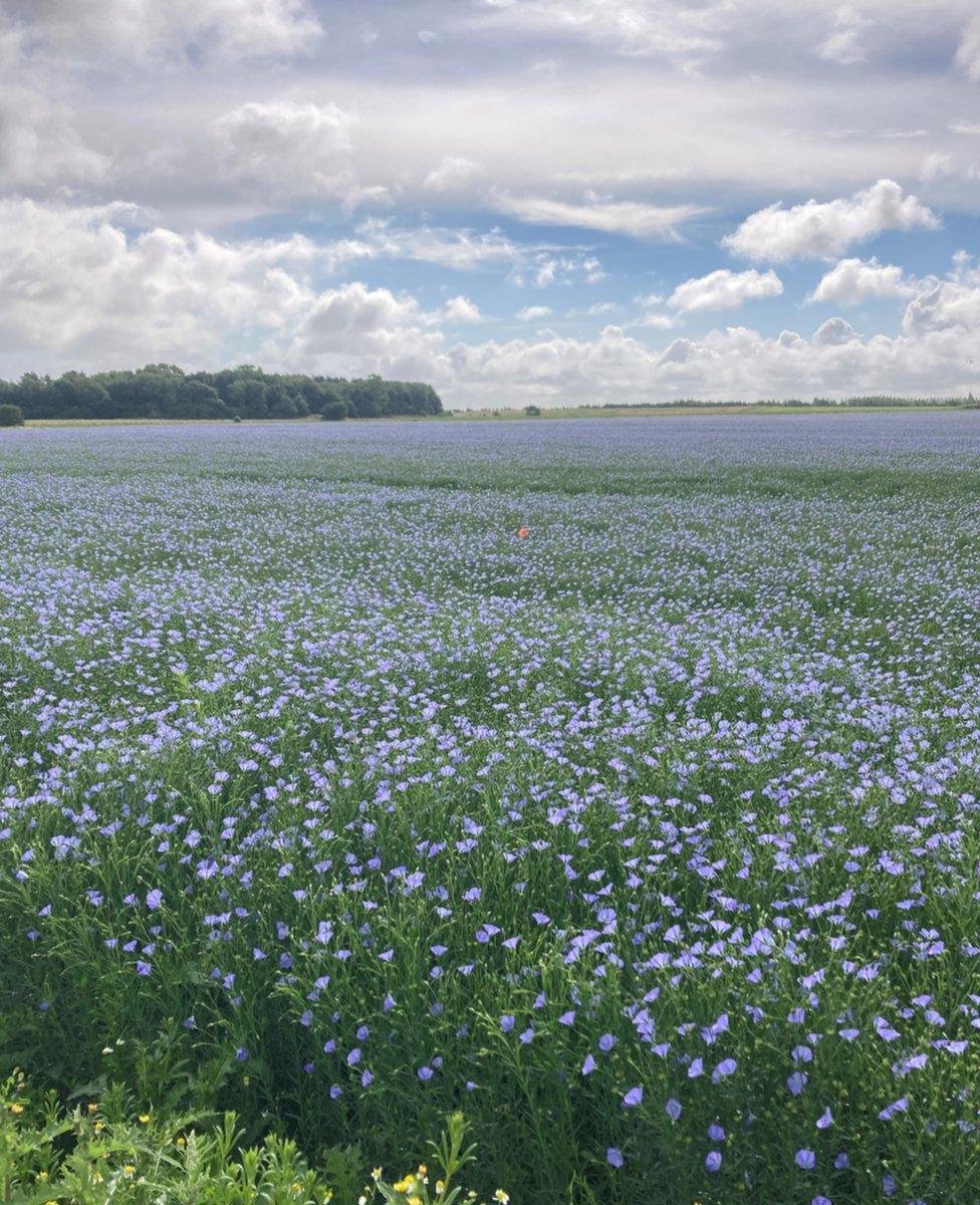 Flowers in bloom in Bulkington, Warwickshire