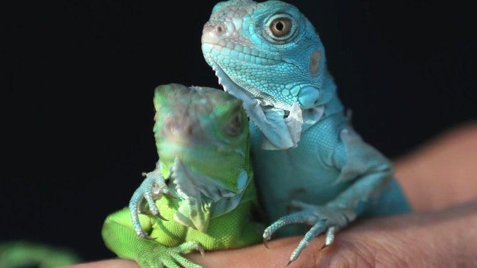 Baby Iguanas