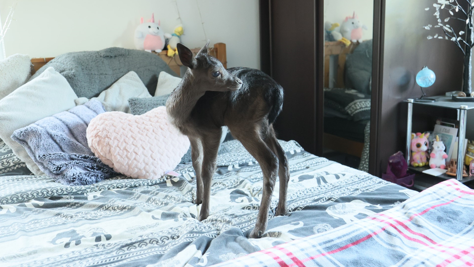 Milly stood on a bed