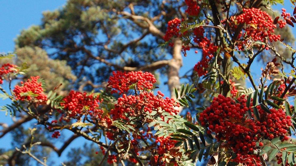 Sorbus in the sunshine (Image: BBC)