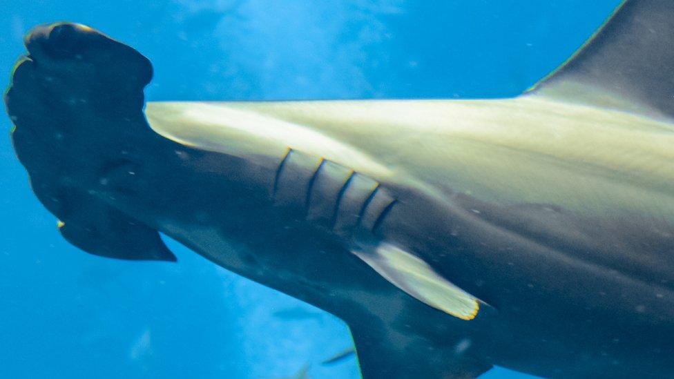 Gills of a hammerhead shark