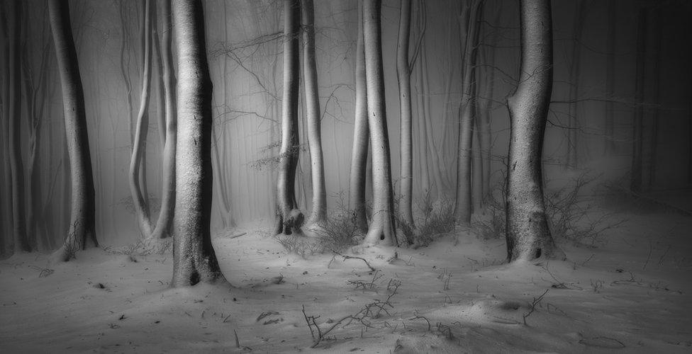 A view of a snow-covered forest