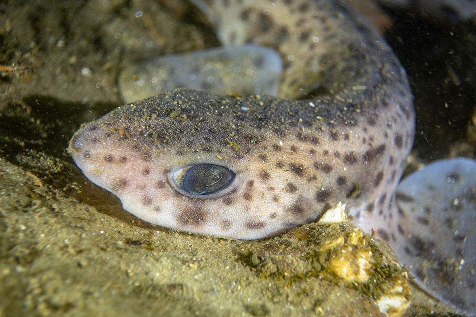 A photo of a dogfish in waters around Scotland