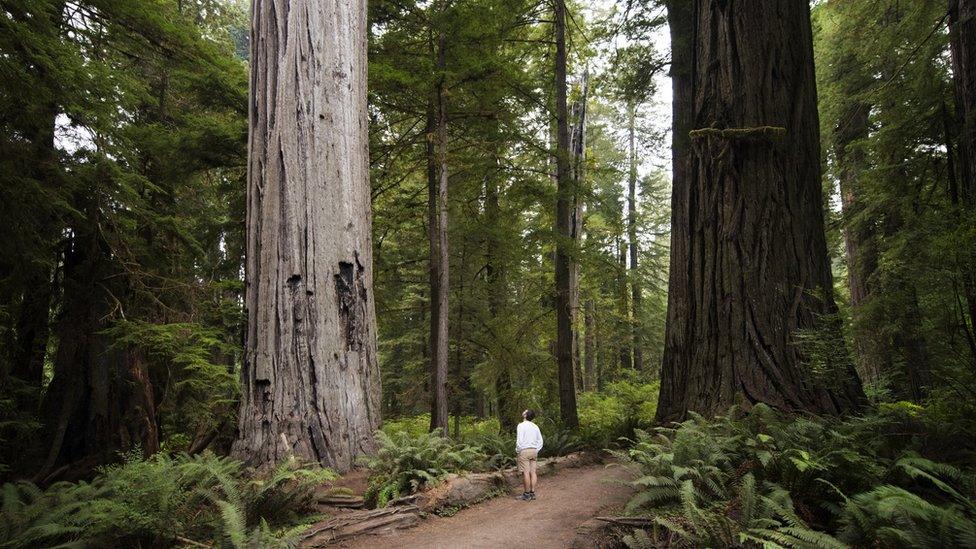 Man staring at huge trees