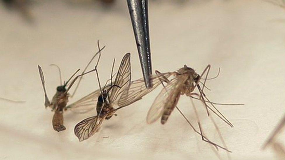 Dallas County Mosquito Lab microbiologist Spencer Lockwood sorts mosquitos collected in a trap, left, Thursday, Feb. 11, 2016,