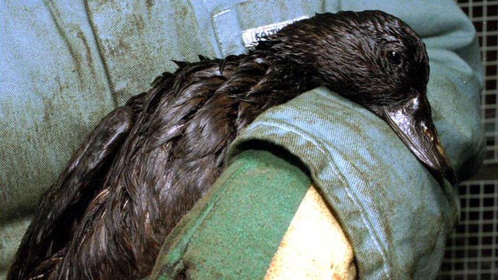 Duck rescued from the Sea Empress oil spill in 1996