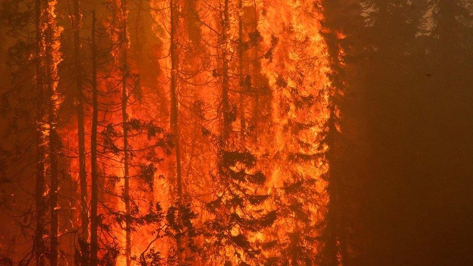 Wildfires destroy trees in Willow in Anchorage