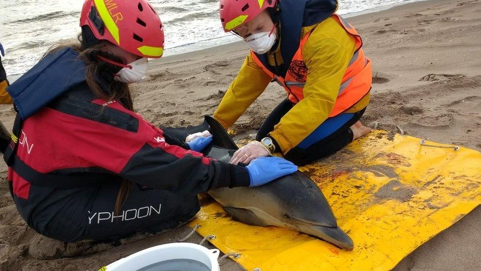 Dolphin rescue