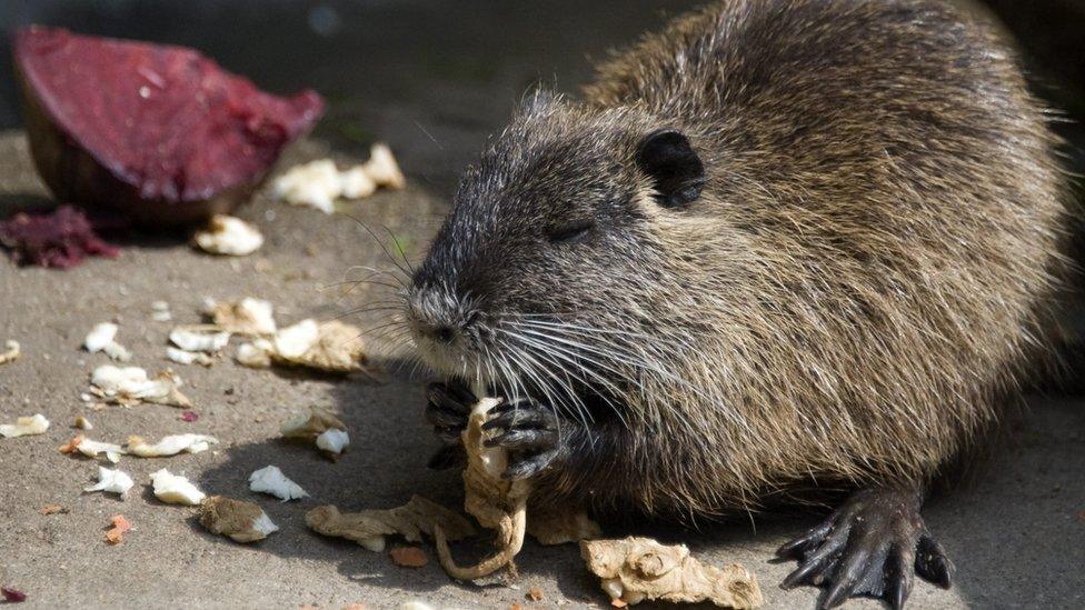 A river rat, or nutria, nibbling vegetables