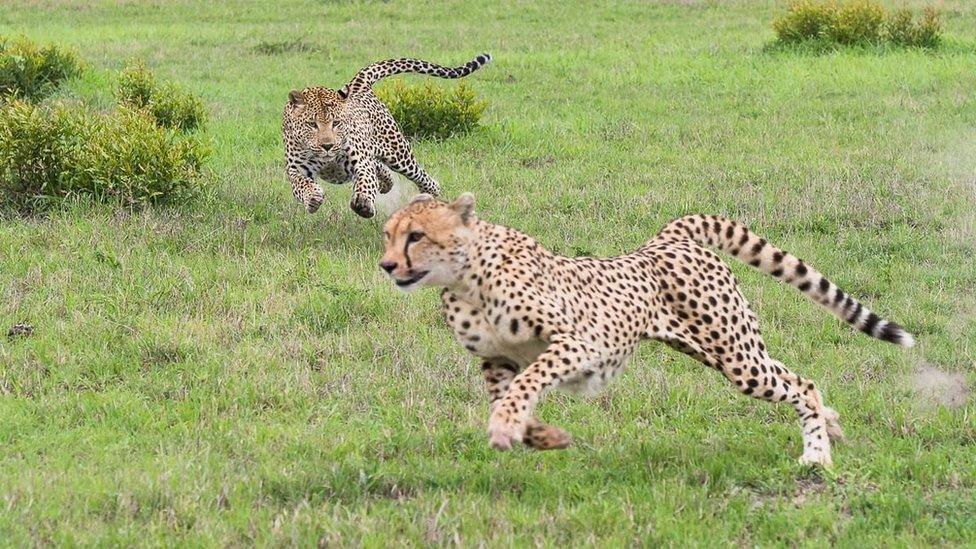 Cheetahs in South Africa