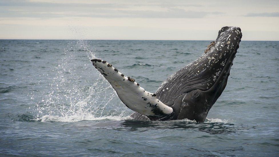 A whale in iceland