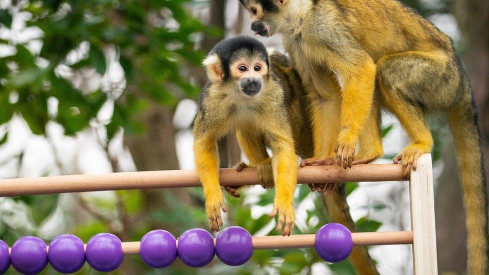 Two monkeys practicing their maths on an abacus.