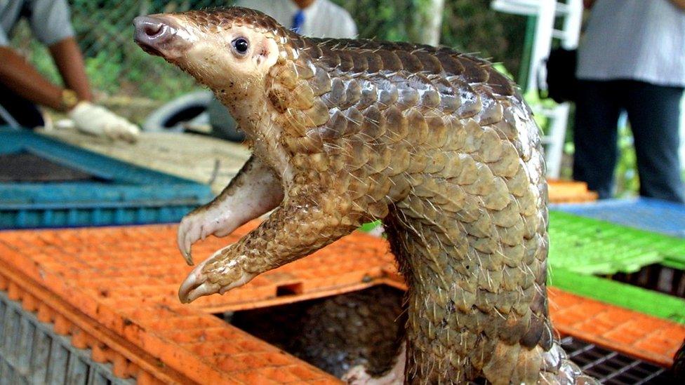 A Malayan pangolin is rescued from poachers