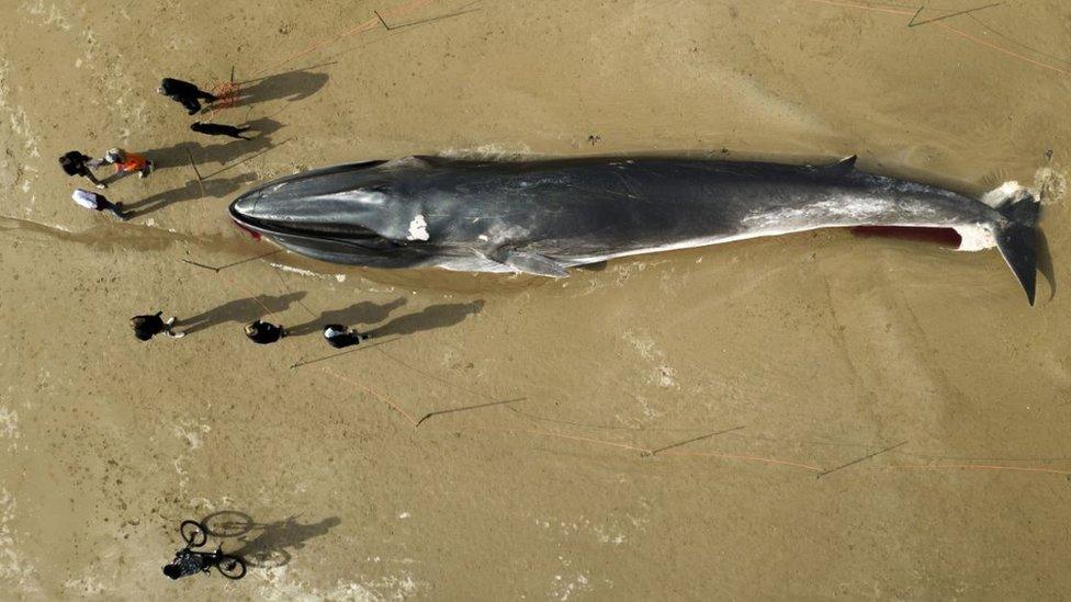 Whale on Bridlington beach