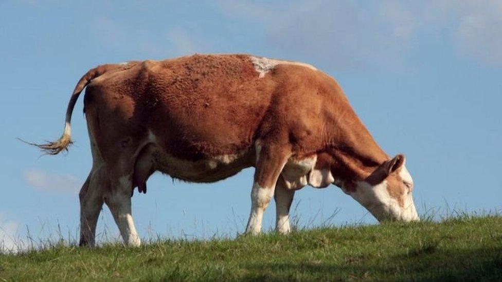 Cow