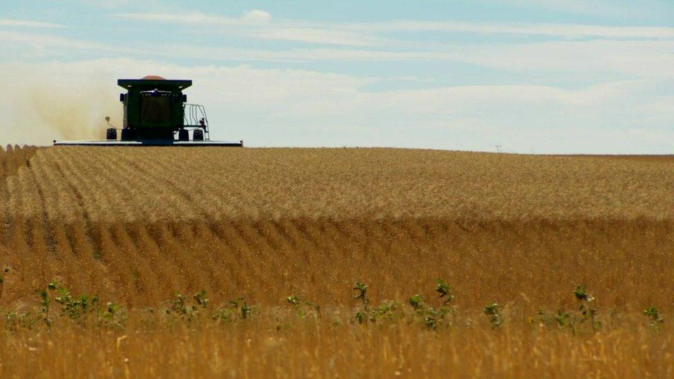 Machinery in wheat field