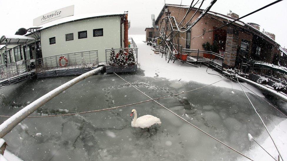 A swan sits on the partly frozen Danube River in Belgrade, Serbia, 9 January 2017