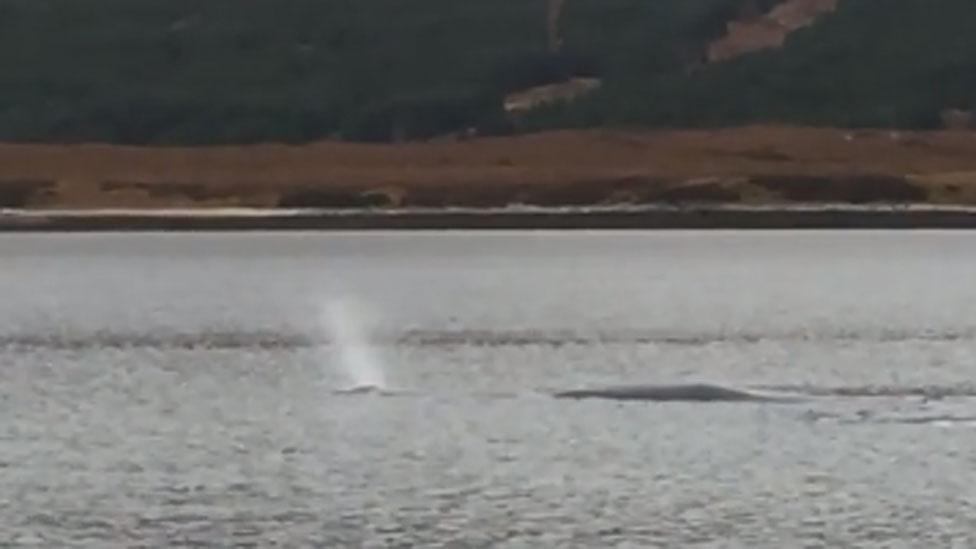 Sperm whale in Loch Eriboll