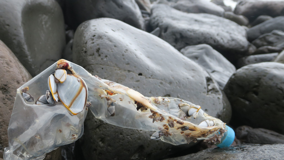 Discarded plastic bottle (Image: Peter Ryan)