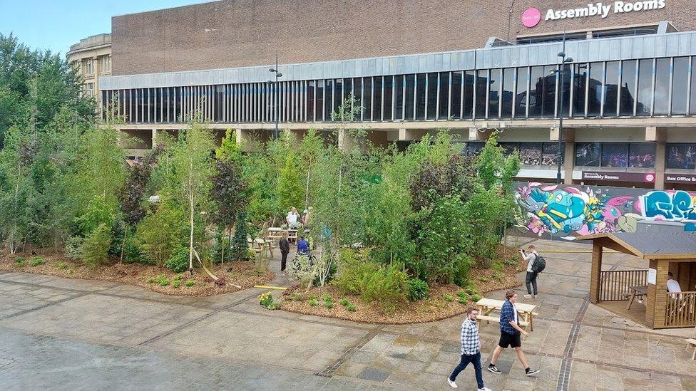 The urban forest in Derby city centre