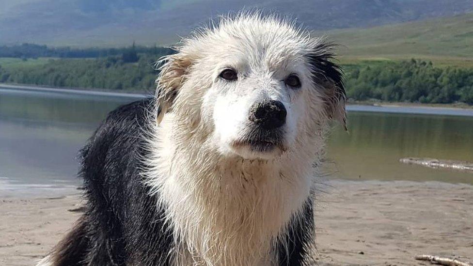 Border collie