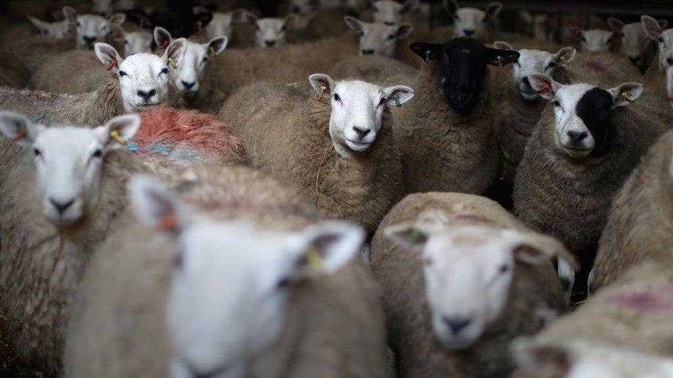 Sheep at a farm in Wales