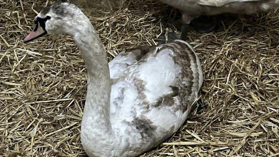 Injured swan