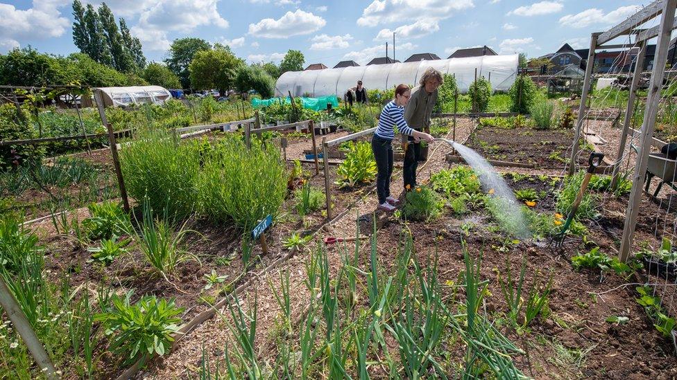 People watering plants