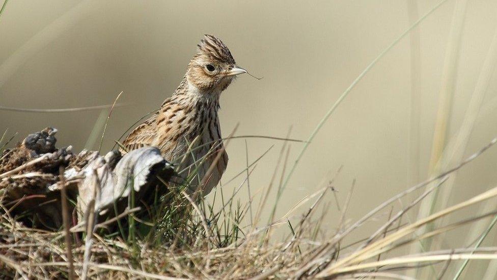 Skylark