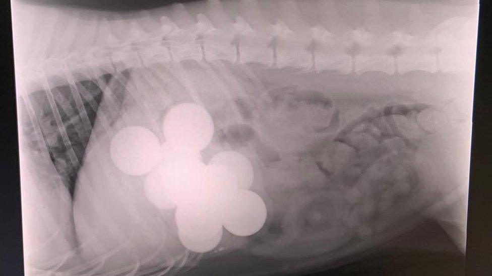 X-ray of the golf balls in Poppy's stomach