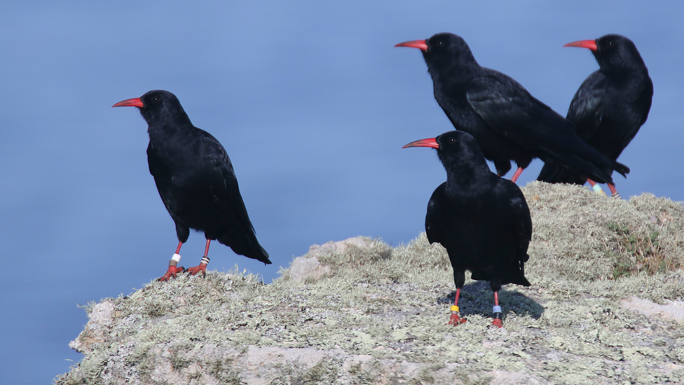 A group of choughs in Cornwall