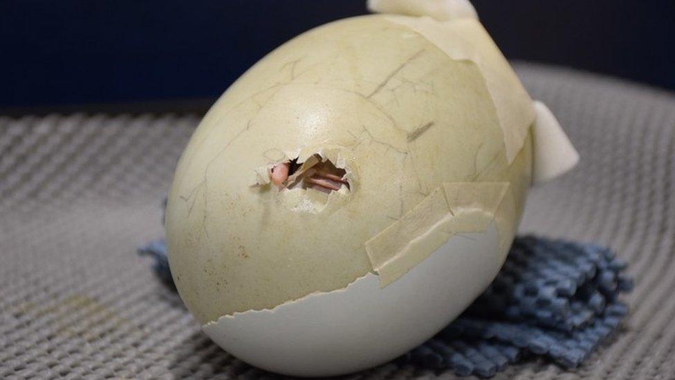 The baby kiwi - known as Fissure - starts hatching from its egg