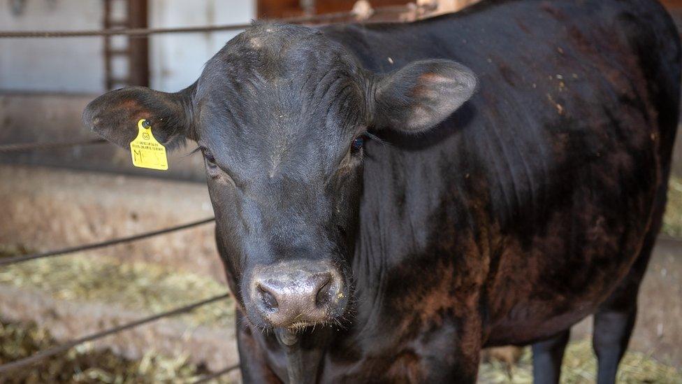 Gene-edited bull