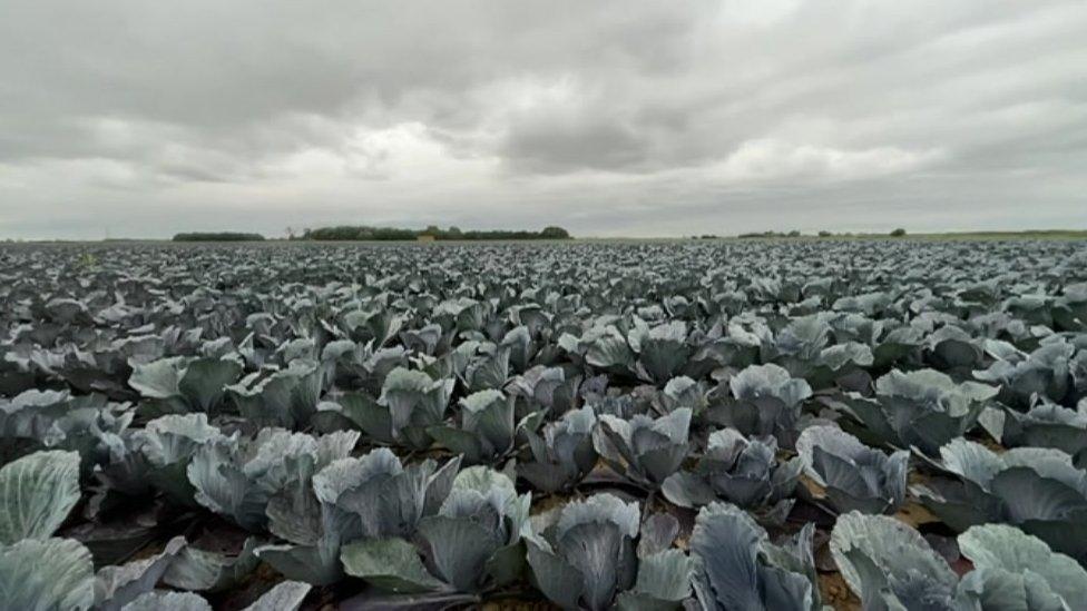 Cabbage in the ground