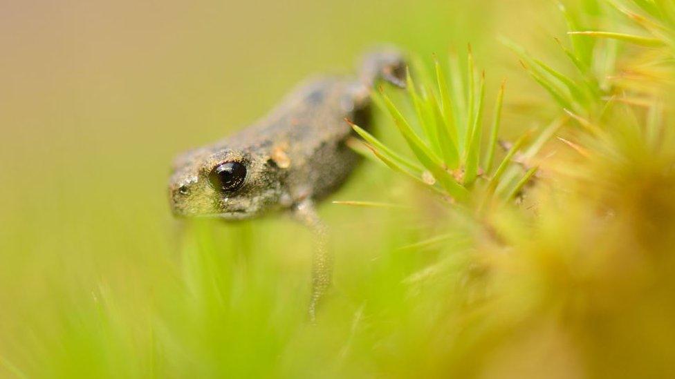 Natterjack toadlet